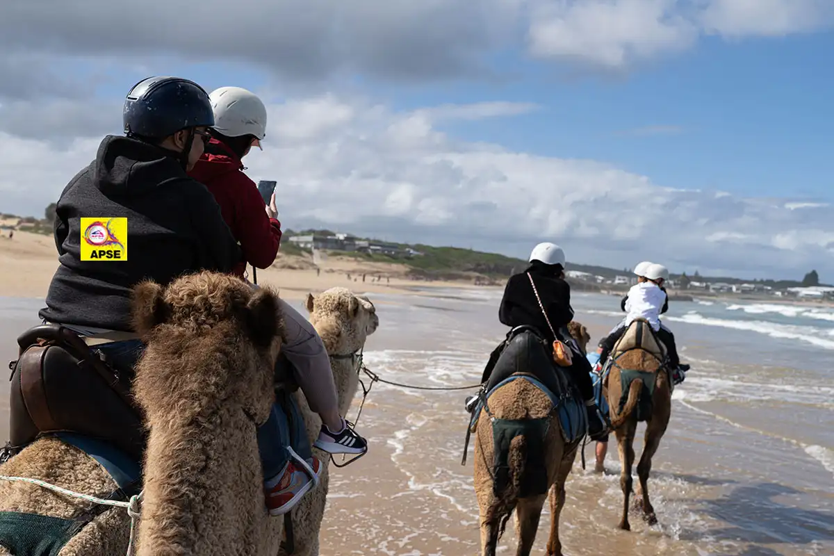 Camel Rides tours at Port Stephens