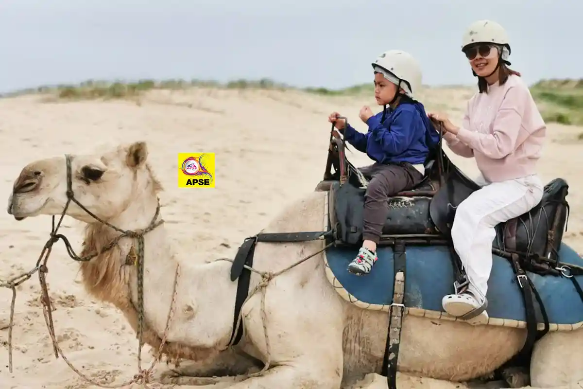 Camel Rides at beautiful Birubi Beach, The day ride goes out along the small dunes and back along the beachfront