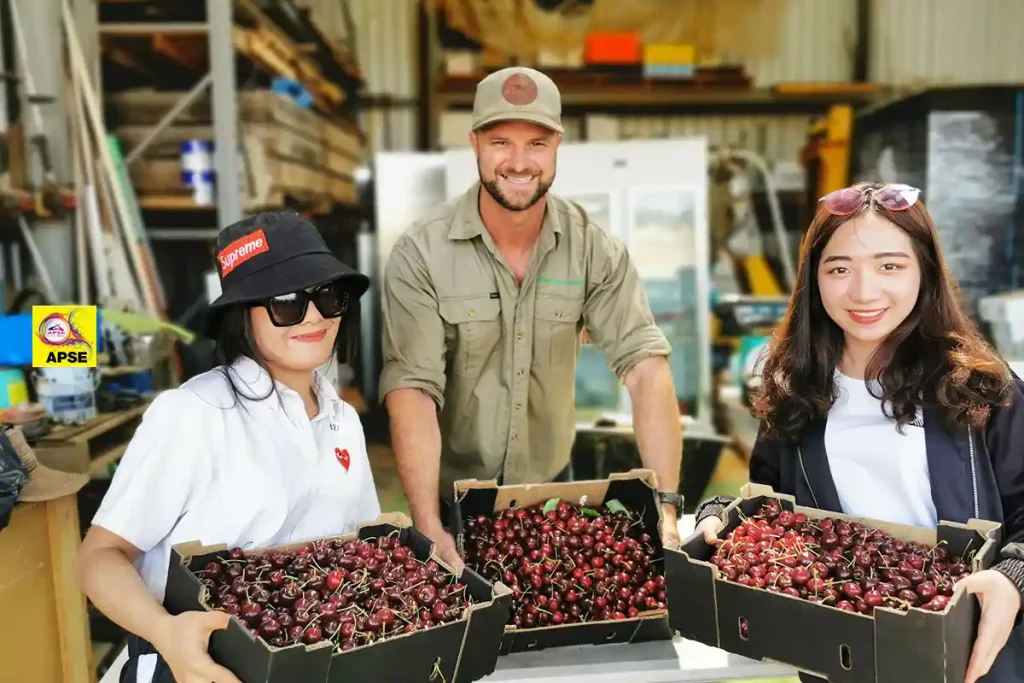 cherry picking farm tours